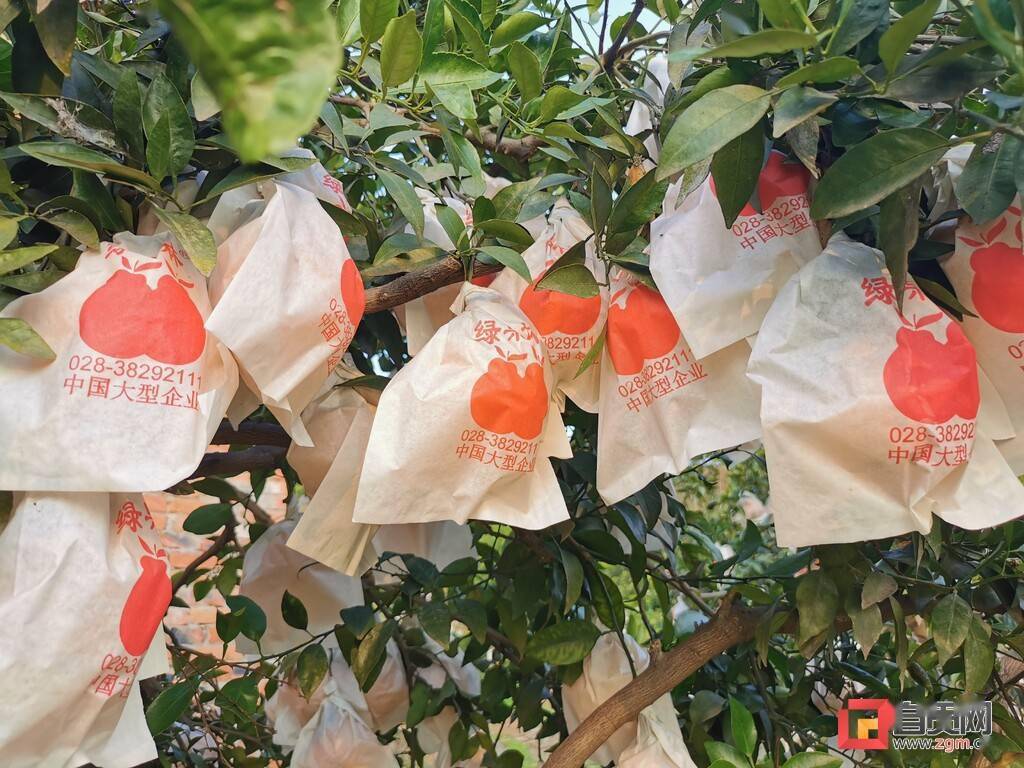 苹果版橘子微商破解版(微商橘子团队产品是真的吗)-第6张图片-有道翻译官网